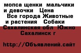 мопса щенки -мальчики и девочки › Цена ­ 25 000 - Все города Животные и растения » Собаки   . Сахалинская обл.,Южно-Сахалинск г.
